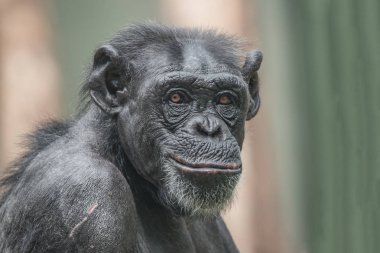 Merak merak yetişkin şempanze portresi
