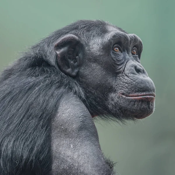 Retrato de curioso chimpancé adulto maravillado — Foto de Stock