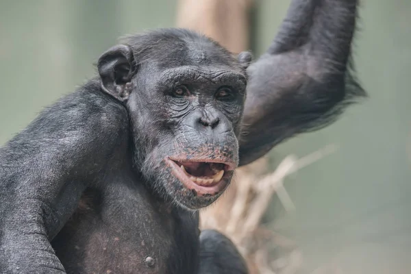 Retrato de curioso chimpancé adulto maravillado — Foto de Stock