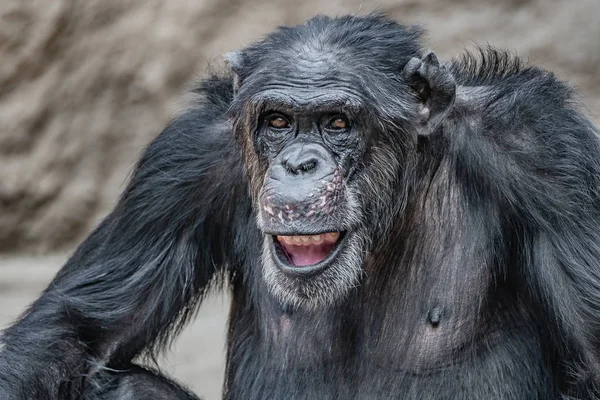 Retrato de reir y sonreír Chimpancé adulto — Foto de Stock
