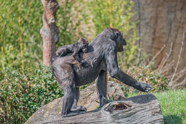 Porträt eines mächtigen afrikanischen Gorillaweibchens auf der Wache mit einem Baby — Stockfoto