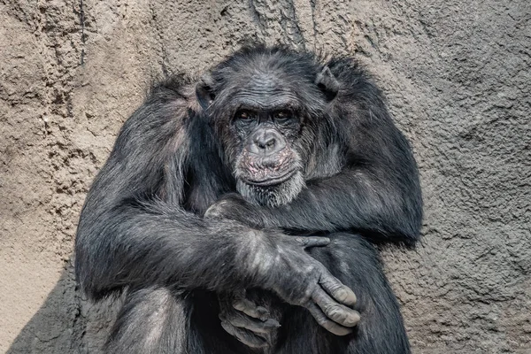 Portret depresji Chimpanzee na skalistym tle — Zdjęcie stockowe