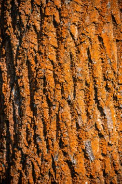 Liken eski orman ağacı gövde kabuğu renkli kırmızı, Almanya