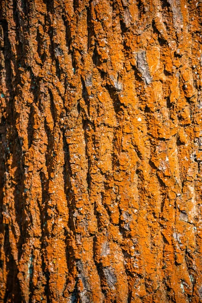 Vermelho colorido em líquen velho tronco árvore floresta casca, Alemanha — Fotografia de Stock