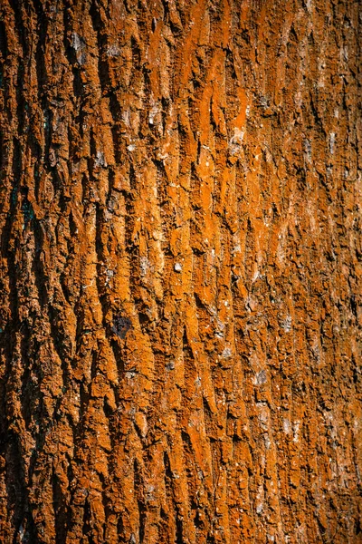 Colorido rojo en la corteza del tronco del árbol del bosque viejo liquen, Alemania — Foto de Stock