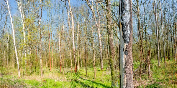 Magisch panoramisch uitzicht op bladverliege bos in het vroege voorjaar met — Stockfoto