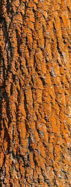 Vermelho colorido em líquen velho tronco árvore floresta casca, Alemanha — Fotografia de Stock