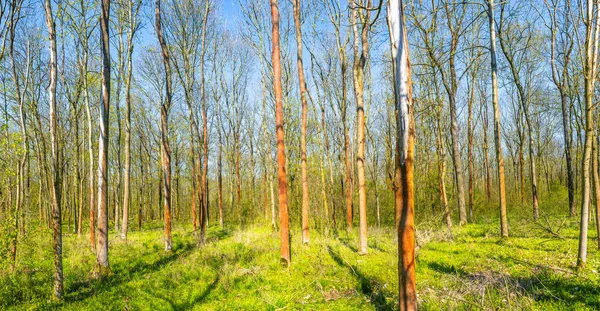 Kouzelný panoramatický výhled na opadavý les na počátku jara s — Stock fotografie