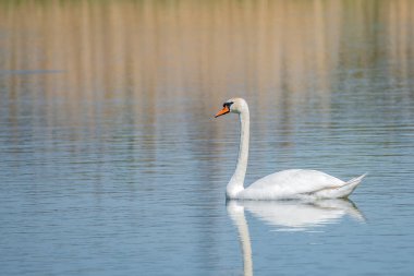 Bahar sabahı gölde zarif yalnız kuğu, Almanya