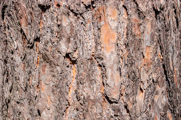 Структурная кора соснового дерева, Германия, крупный план , — стоковое фото