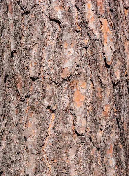 Casca de tronco de árvore de pinhal estruturada modelada, Alemanha, close-up , — Fotografia de Stock