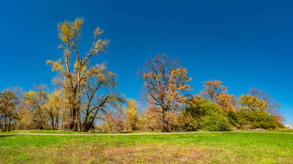 Magisch panoramisch uitzicht op bladverliege bos in het vroege voorjaar met — Stockfoto