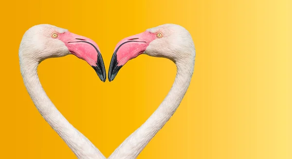 Couple of Rosy Chilean flamingos making loving heart at smooth g — Stock Photo, Image
