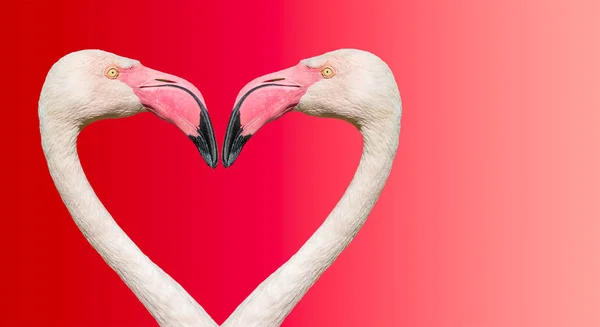 Couple of Rosy Chilean flamingos making loving heart at smooth g — Stock Photo, Image
