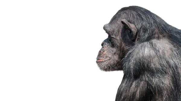 Portrait de chimpanzé grave de profil sur fond blanc, c — Photo