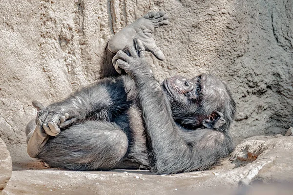 Retrato de un chimpancé adulto juguetón y alegre — Foto de Stock