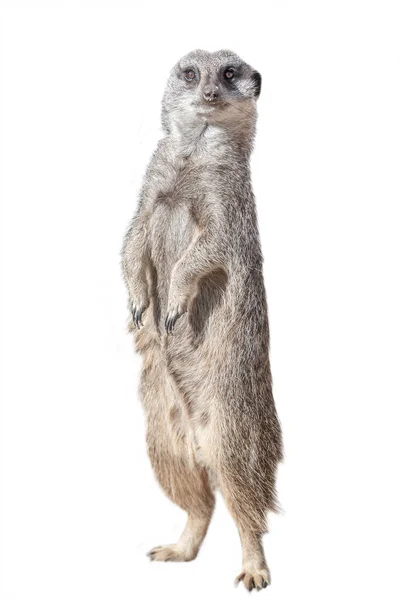Portrait de suricate ludique et curieux (suricate) isolé à w — Photo