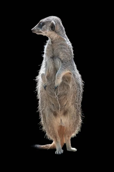 Portrait of playful and curious suricate (meerkat) isolated at b — Stock Photo, Image