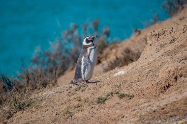 Penins Atlantik Okyanusu kıyısında Macellan penguenleri Rookery