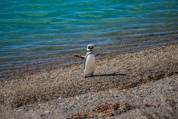 Rookery av Magellanic pingviner på Atlanten stranden av Kret — Stockfoto