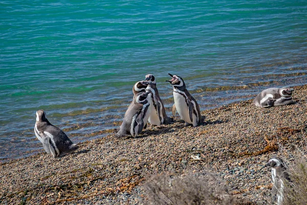 Rookery tučňáků Magellanů v Atlantickém oceánu na břehu peninů — Stock fotografie
