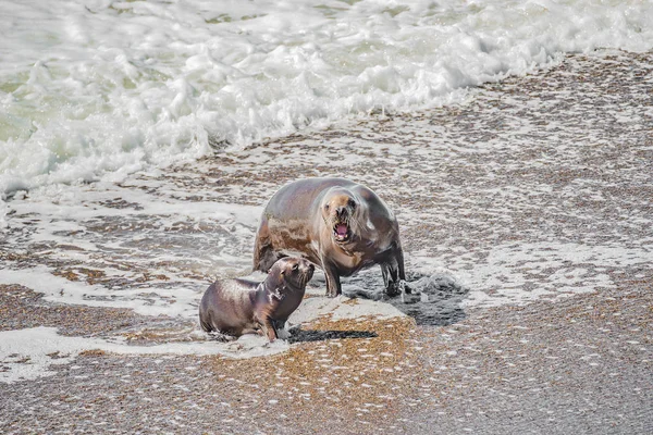Deniz aslanı anne ve yavrusu Yarımada Valde yüzmeyi öğreniyor — Stok fotoğraf