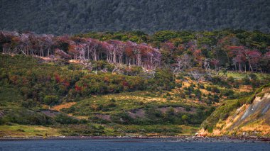 Tierra de büyülü renkli masal ormanıpanoramik görünümü
