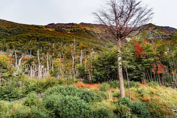 Vista panorámica del mágico y colorido bosque de cuento de hadas en Tierra de — Foto de Stock