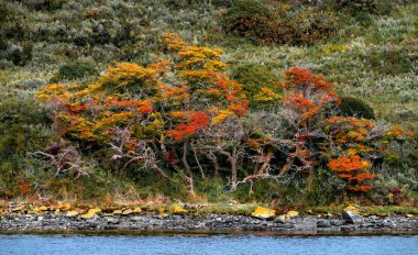 Tierra de büyülü renkli masal ormanıpanoramik görünümü