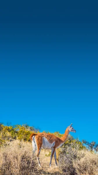 Guanaco in Patagonian steppe, Argentina, Patagonia — Stock Photo, Image