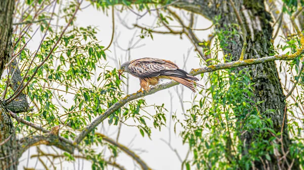 Cometa roja (Milvus milvus) pájaro está en una rama de árbol —  Fotos de Stock