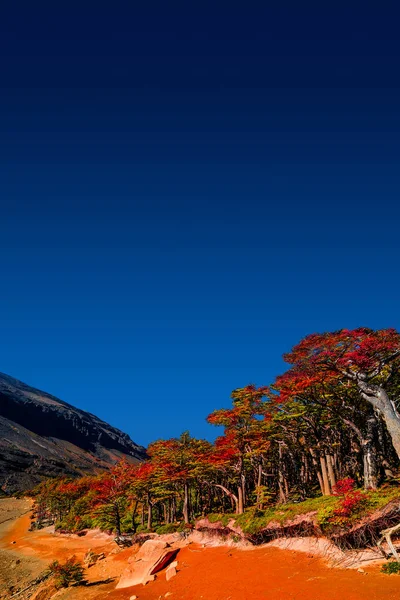 黄金奥图姆Torres del Paine国家公园美丽的风景 — 图库照片
