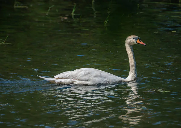 Cisne solitário nadando no lago à noite, Alemanha, hora de verão — Fotografia de Stock