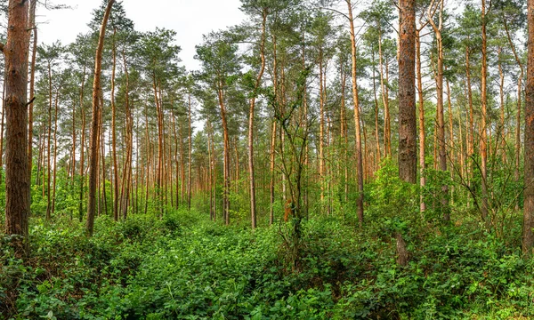 Panoramatický pohled na divoký borovicový les v létě, nedaleko Magdebur — Stock fotografie