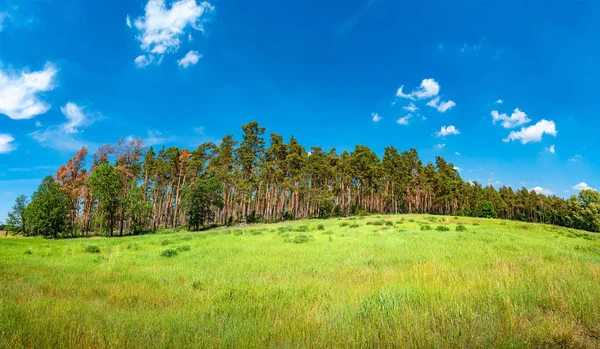 Vista panorámica del bosque de pinos silvestres en verano, cerca de Magdebur — Foto de Stock