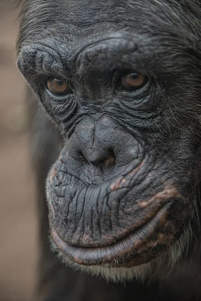 Retrato de cerca del curioso chimpancé adulto femenino maravillado — Foto de Stock