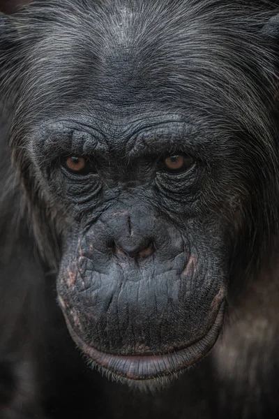 Portret de aproape de curioasa femeie adult Chimpanzee — Fotografie, imagine de stoc