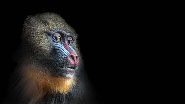 Retrato de mandril Africano curioso colorido, um macho alfa em — Fotografia de Stock