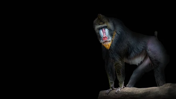 Portrait of big colorful and curious African mandrill, an alpha — Stock Photo, Image