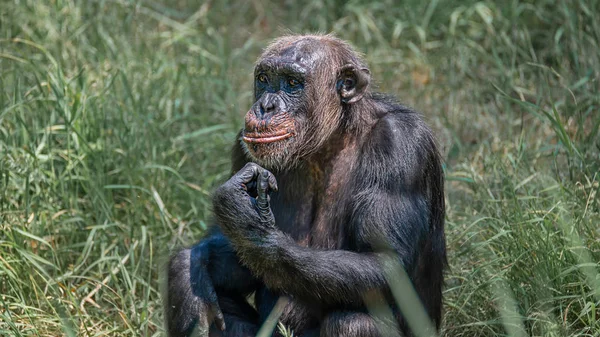 Retrato de curioso chimpancé adulto maravillado en hierba alta — Foto de Stock