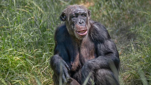 Porträt eines neugierigen erwachsenen Schimpansen im hohen Gras — Stockfoto
