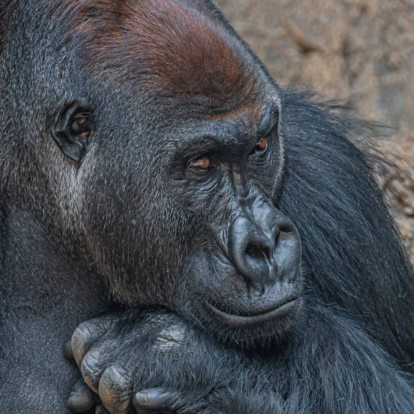 Retrato de un gorila africano macho alfa muy poderoso pero tranquilo — Foto de Stock