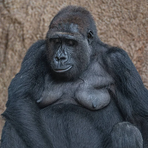 Retrato del poderoso pero relajado gorila africano femenino — Foto de Stock