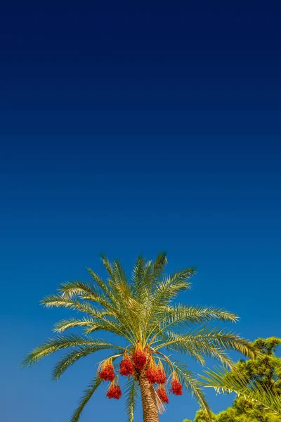 Mooie datum palmboom voor blauwe hemel met eetbare zoete — Stockfoto