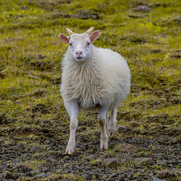冰岛自由奔跑的羊和美丽的冰岛景观 w — 图库照片