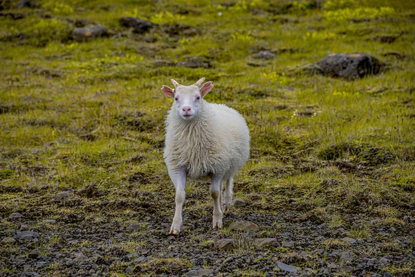 Isländische freilaufende Schafe und wunderschöne isländische Landschaft — Stockfoto