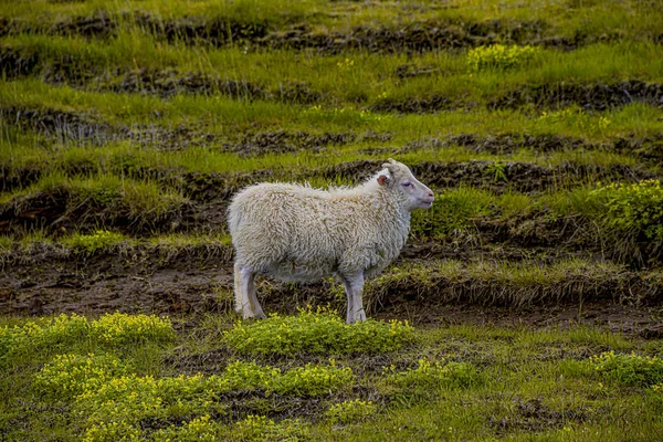 Icelandic free running sheep and beautiful Icelandic landscape w — Stock Photo, Image