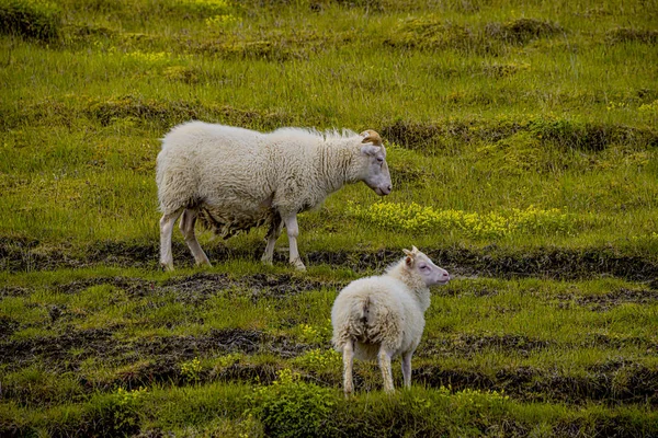 İzlanda serbest çalışan koyun ve güzel İzlanda manzara w — Stok fotoğraf