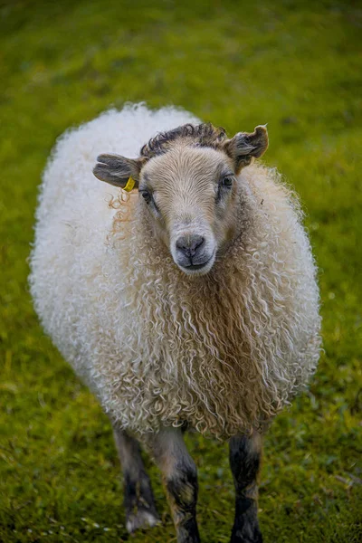 Moutons islandais en liberté et beau paysage islandais w — Photo