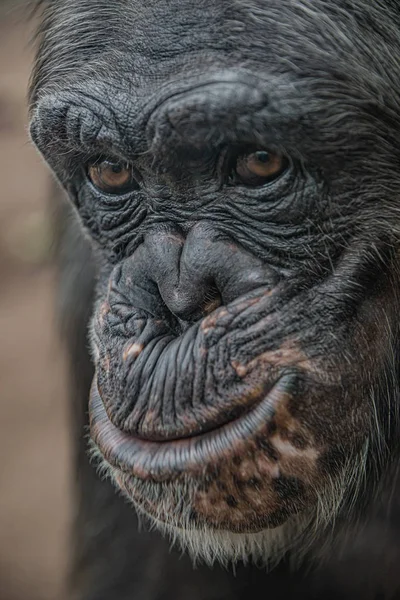 Retrato de cerca del curioso chimpancé adulto femenino maravillado — Foto de Stock